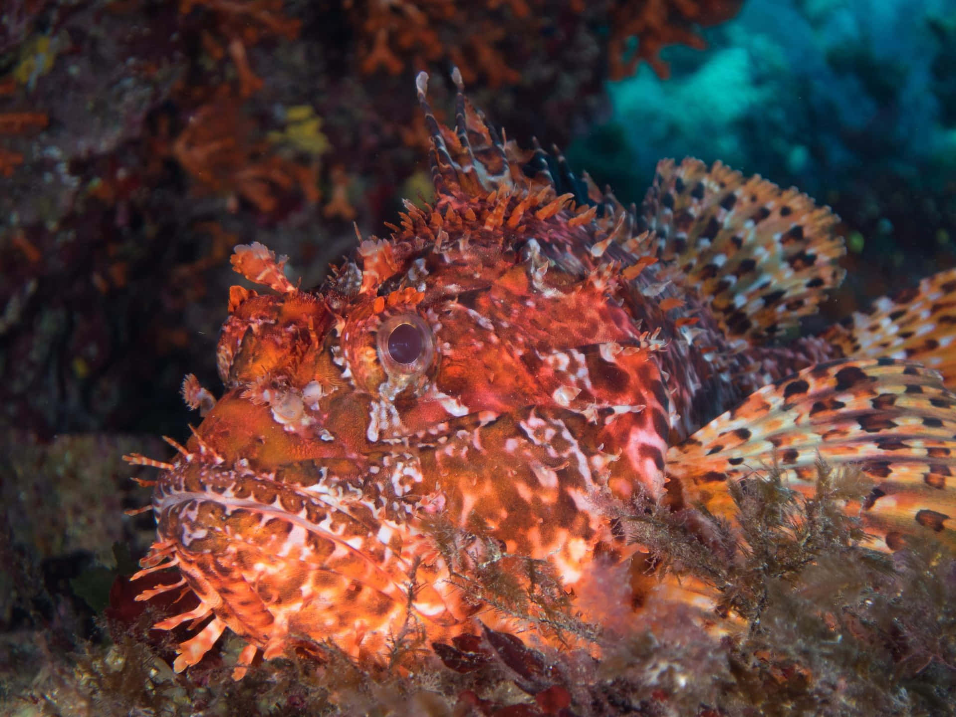 Camouflage Schorpioenvissen Onderwater Achtergrond