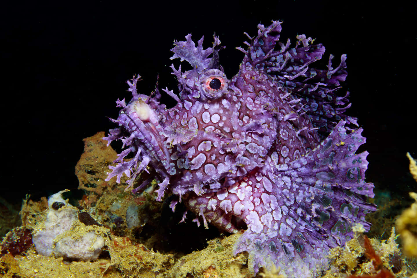 Poisson Scorpion Camouflé Sous L'eau Fond d'écran