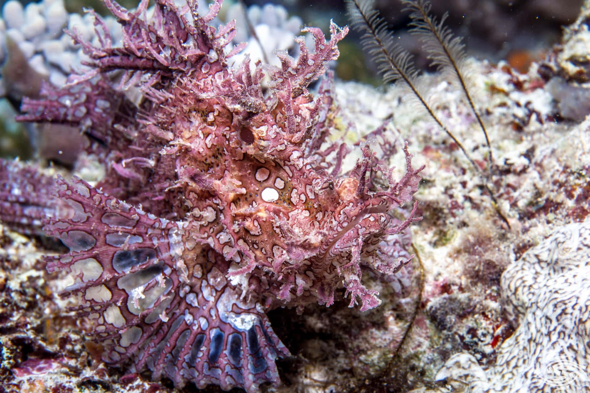 Poisson Scorpion Camouflé Dans Le Récif Corallien Fond d'écran