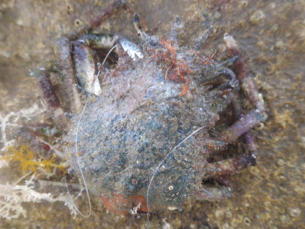 Camouflaged_ Spider_ Crab_ Underwater.jpg Wallpaper