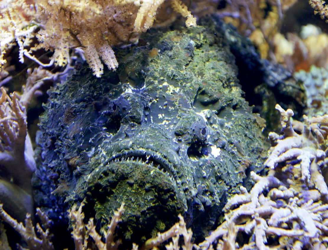 Camouflaged_ Stonefish_ Amidst_ Coral.jpg Wallpaper