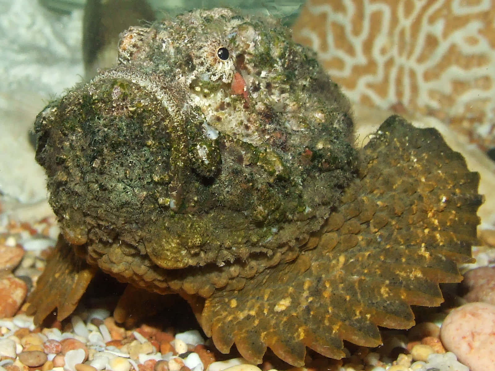 Camouflaged Stonefish Aquatic Predator.jpg Wallpaper