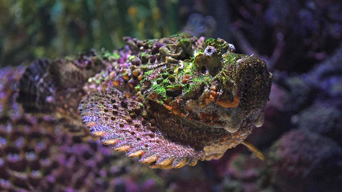 Camouflaged Stonefish Aquatic Predator.jpg Wallpaper