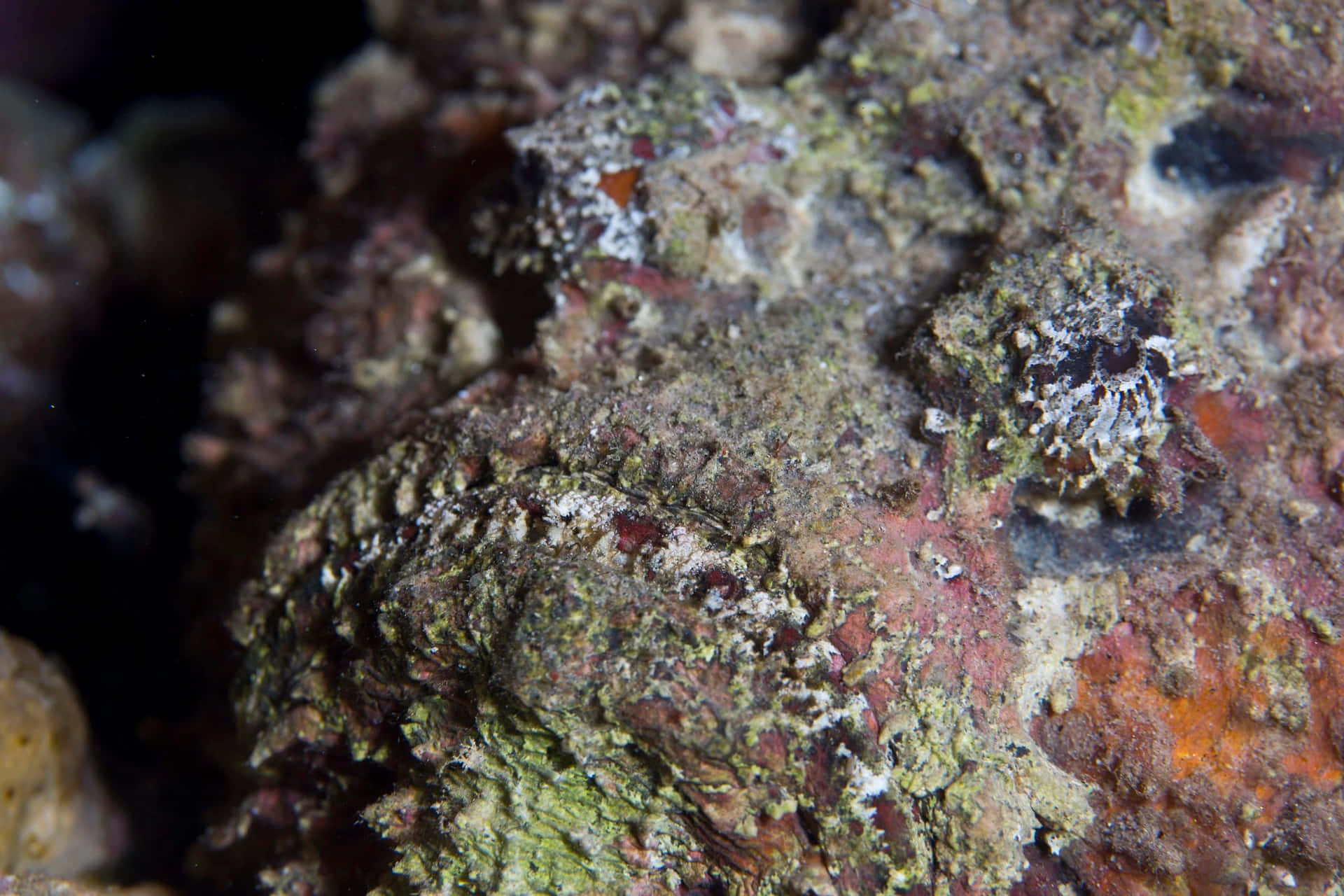 Camouflaged_ Stonefish_ Closeup.jpg Wallpaper