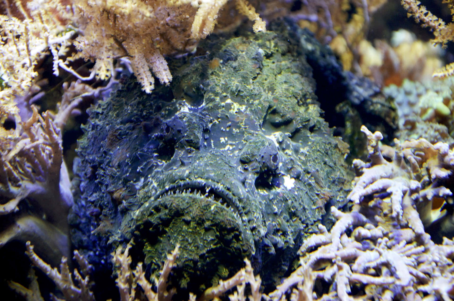 Camouflaged Stonefish Hiding Among Coral Wallpaper