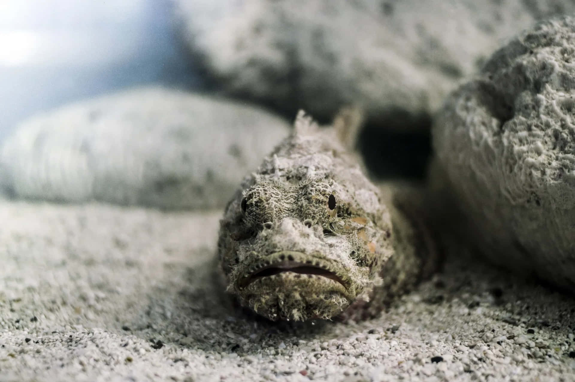 Camouflaged Stonefish Versteckt In Zand.jpg Achtergrond