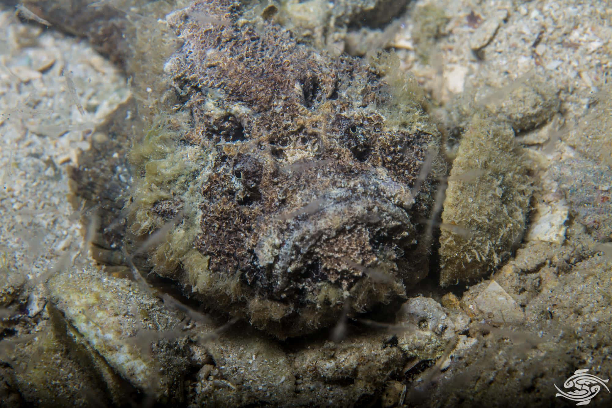 Download Camouflaged Stonefish Lying In Aquatic Bed Wallpaper ...