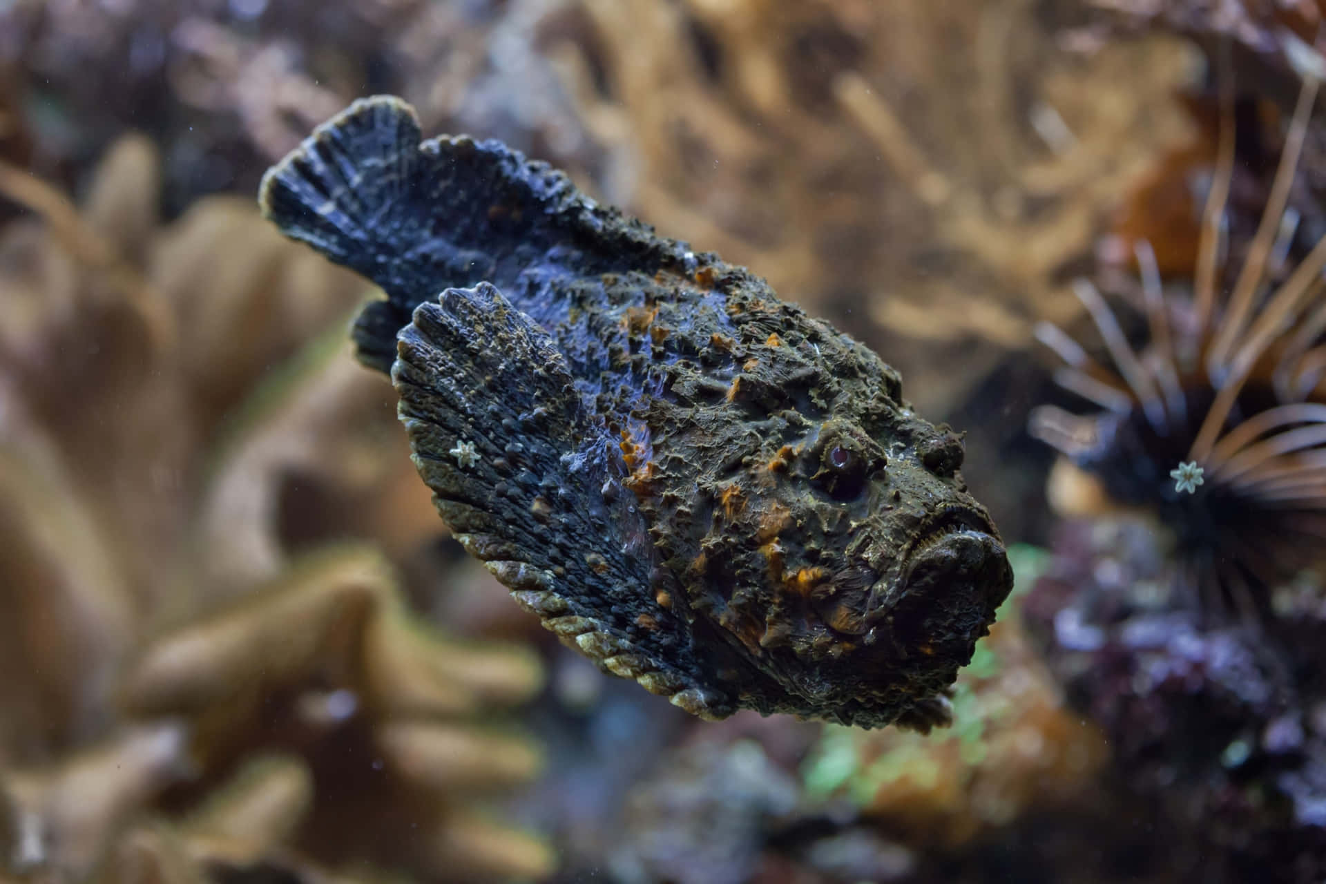 Camouflaged Stonefish Swimming Wallpaper