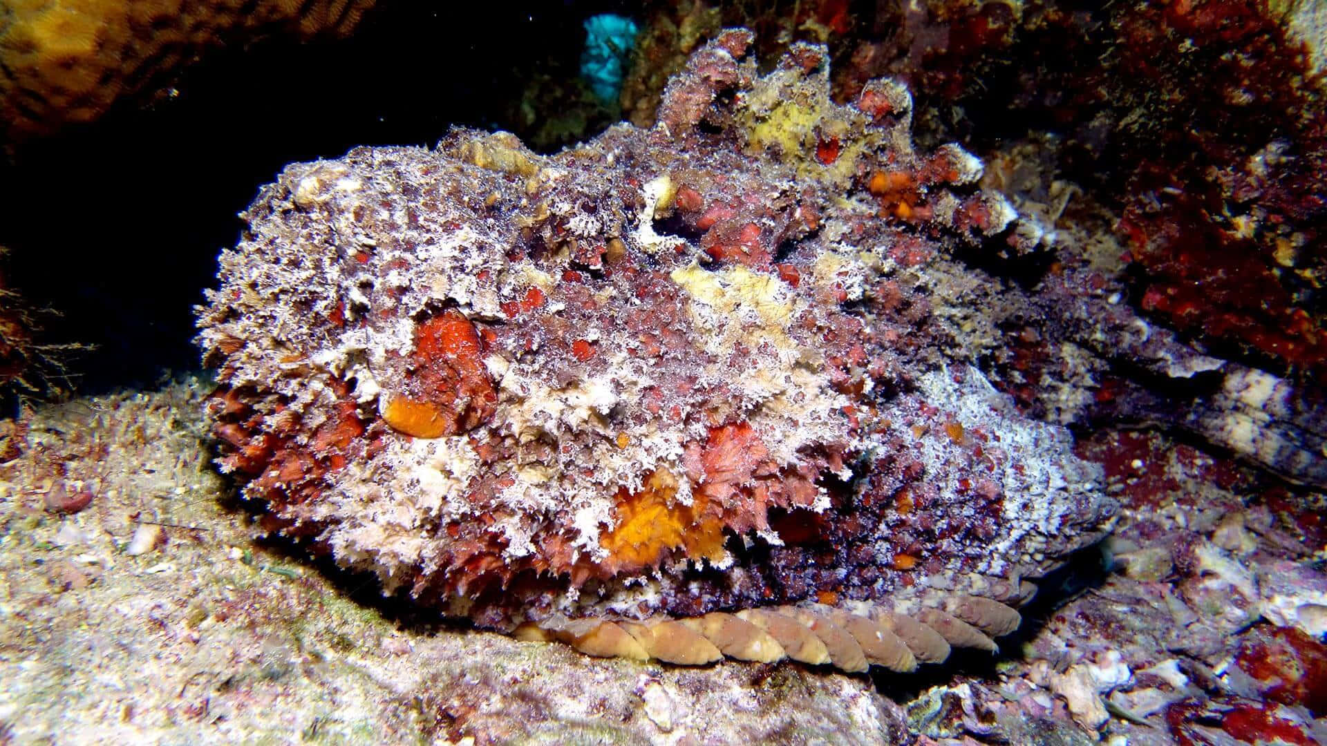 Camouflaged_ Stonefish_ Underwater.jpg Wallpaper