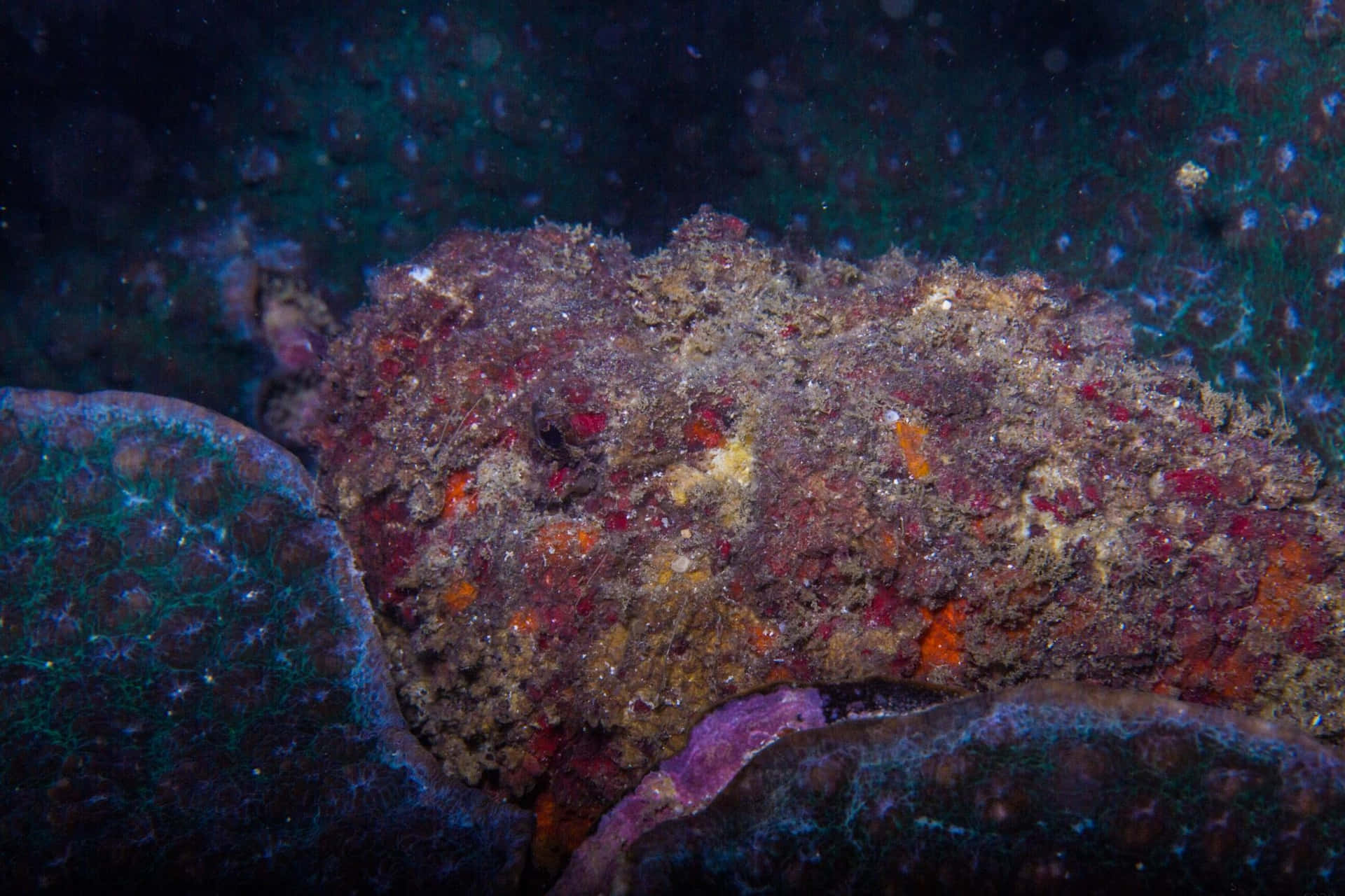 Camouflaged_ Stonefish_ Underwater.jpg Wallpaper