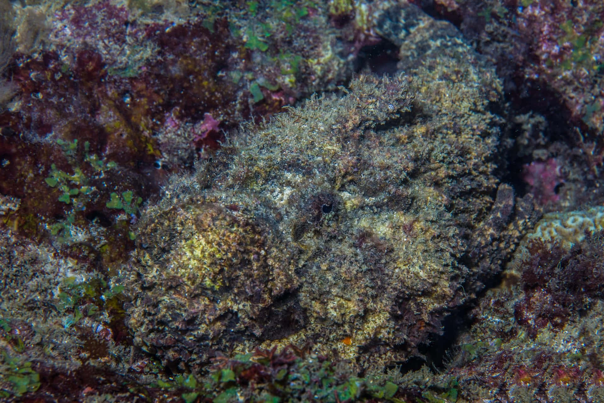 Camouflaged_ Stonefish_ Underwater.jpg Wallpaper