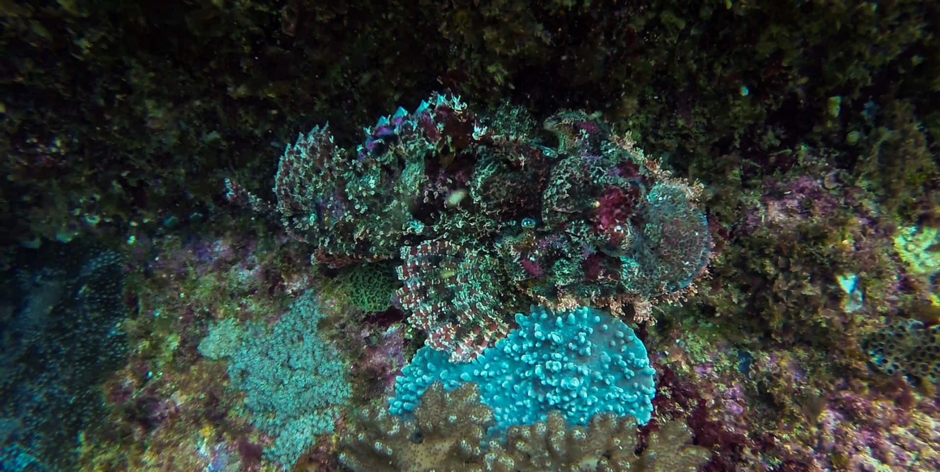 Camouflaged_ Stonefish_ Underwater.jpg Wallpaper