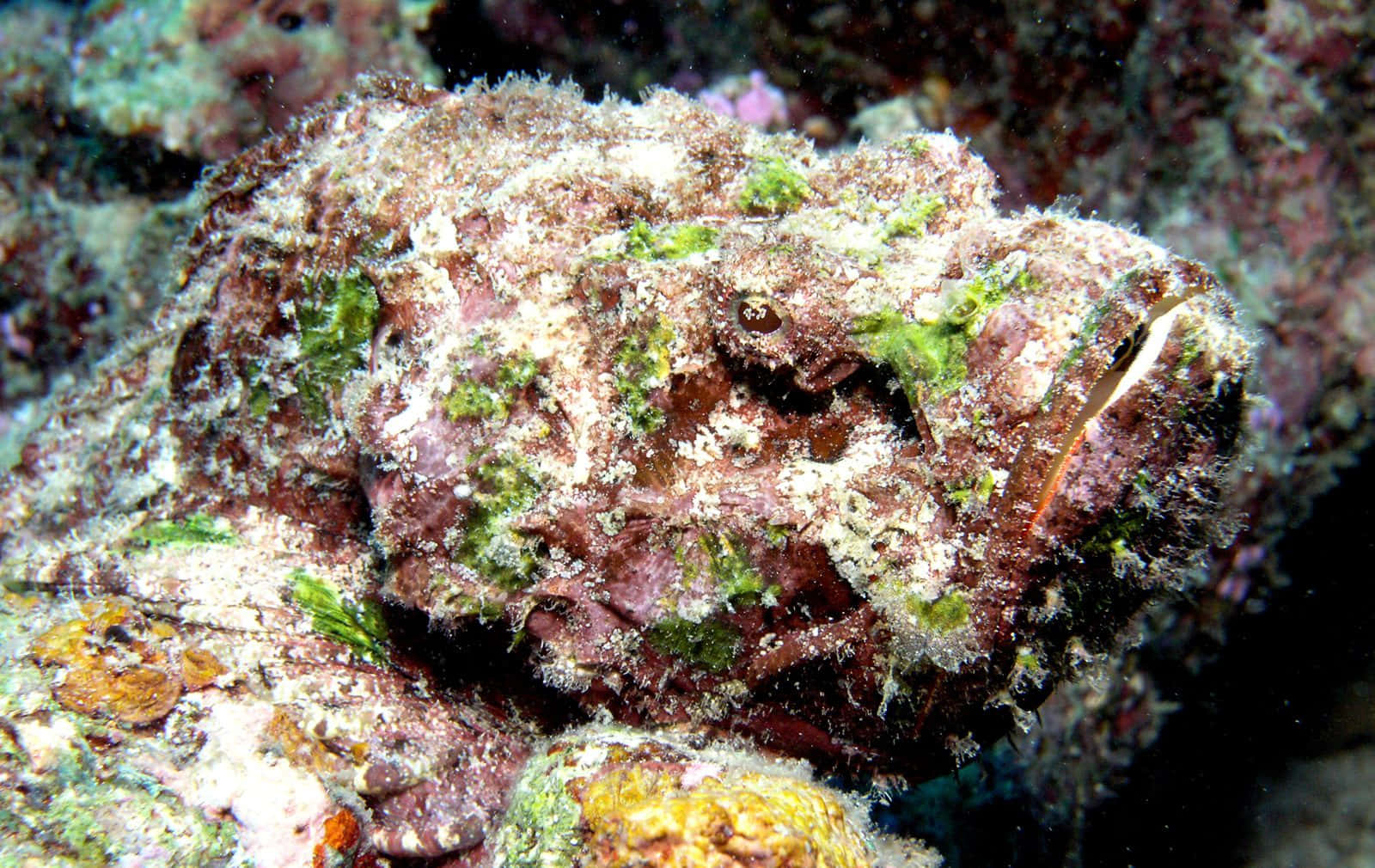 Camouflaged Stonefish Underwater Wallpaper