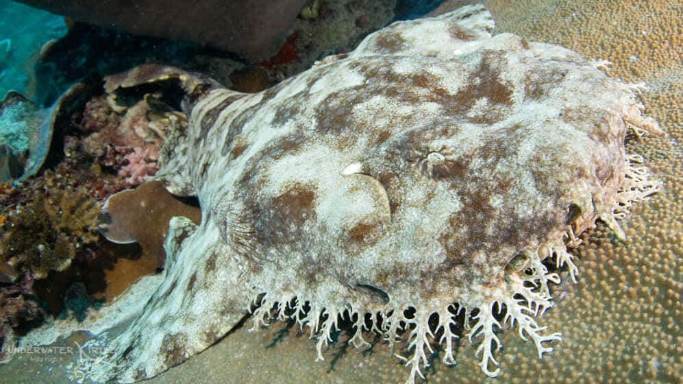 Camouflaged Wobbegong Shark Wallpaper