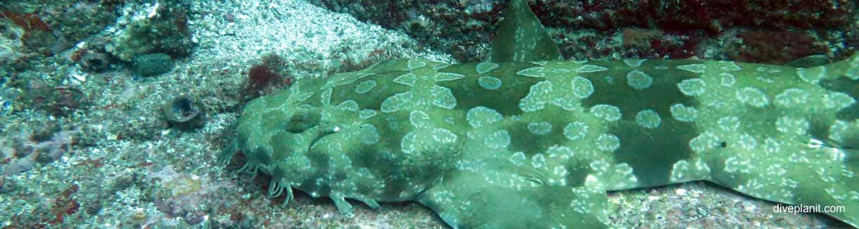 Camouflaged Wobbegong Shark Wallpaper
