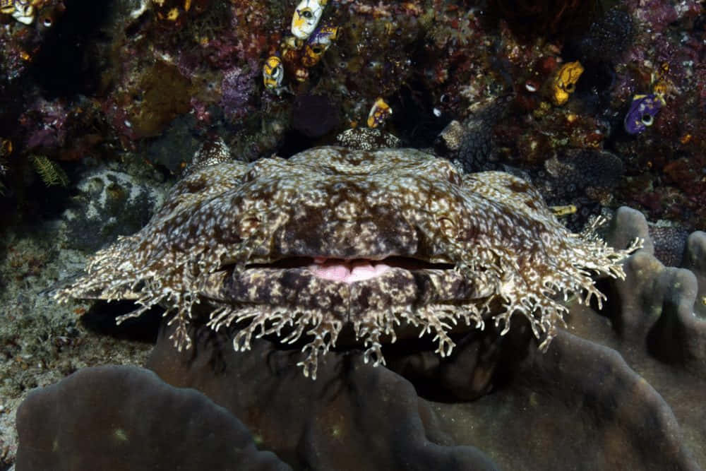 Camouflaged Wobbegong Shark Wallpaper