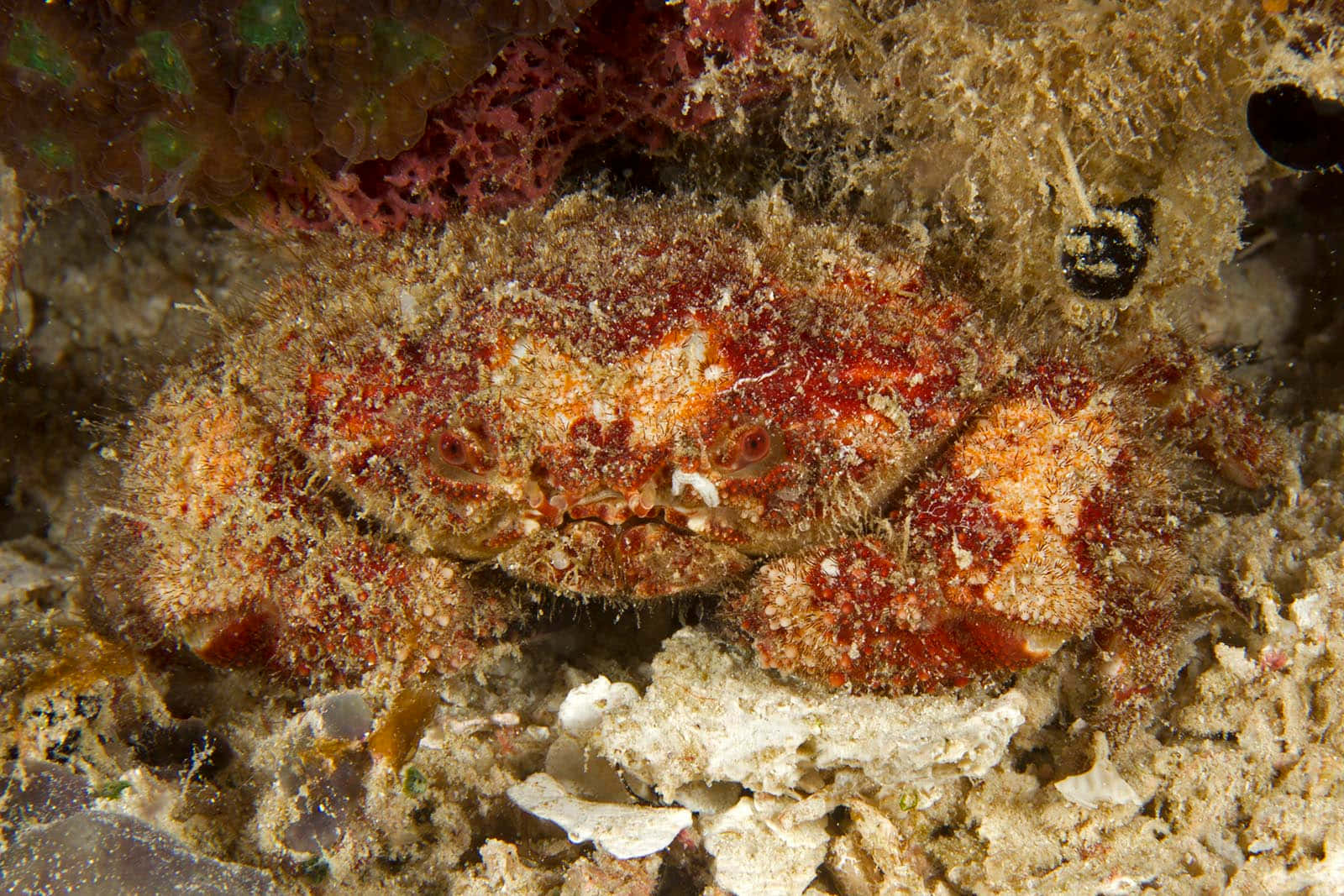 Kamuflert Xanthid Krabbe På Havbunnen.jpg Bakgrunnsbildet