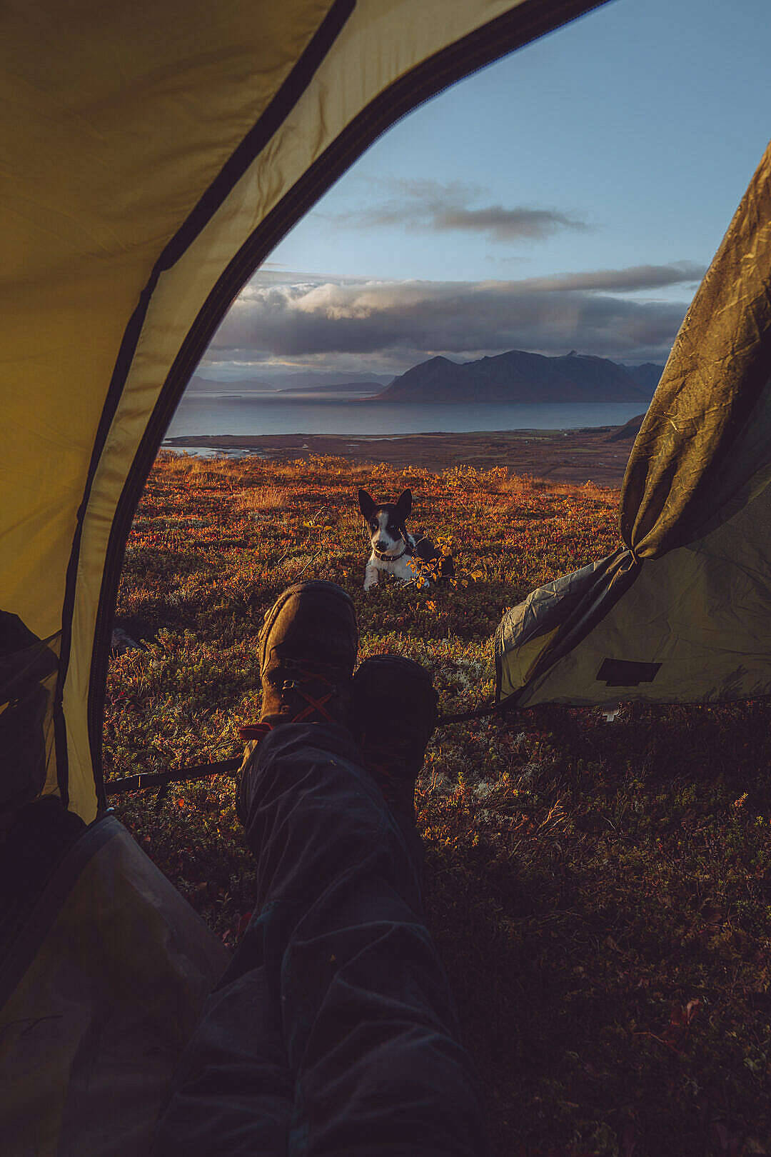 Camping With Dog Amazing Iphone Background