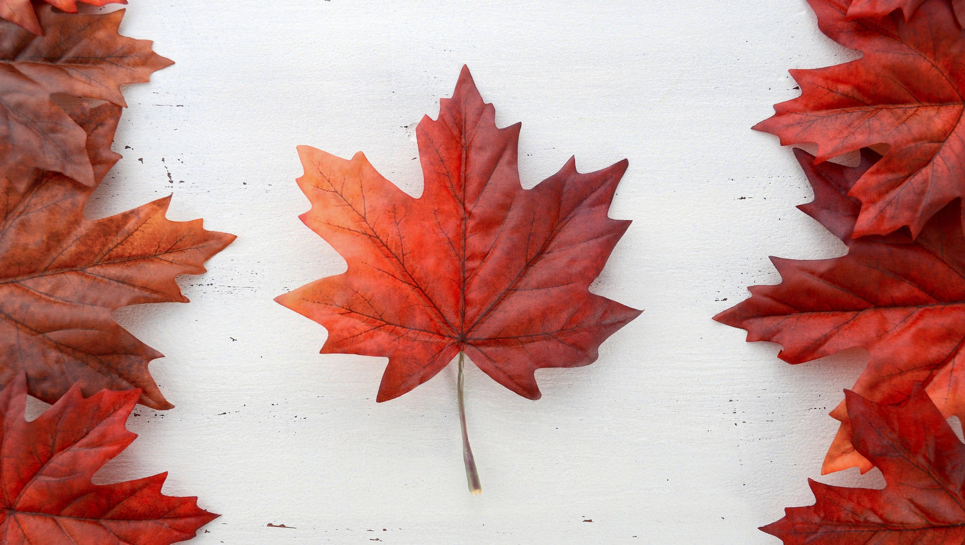 Canada Day Dried Maple Leaves Wallpaper