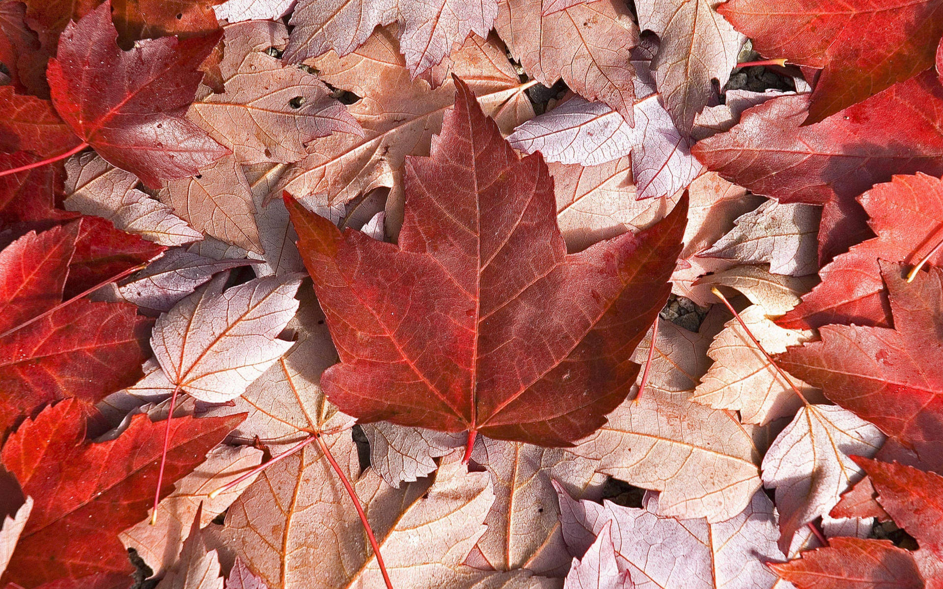 Canada Flag Maple Leaves Wallpaper