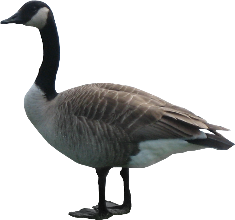 Canada Goose Profile PNG