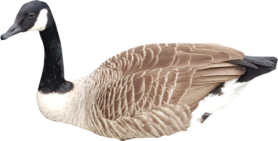 Canada Goose Profile PNG