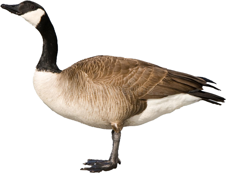 Canada Goose Profile P N G PNG