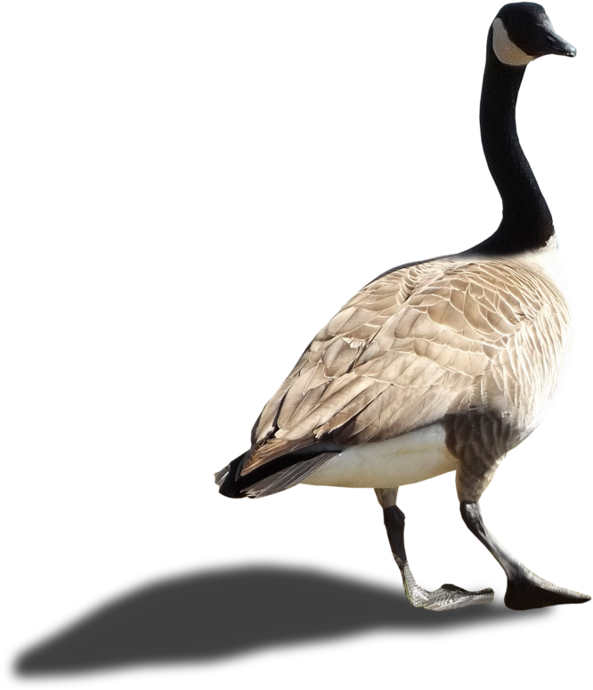Canada Goose Profile Walking PNG