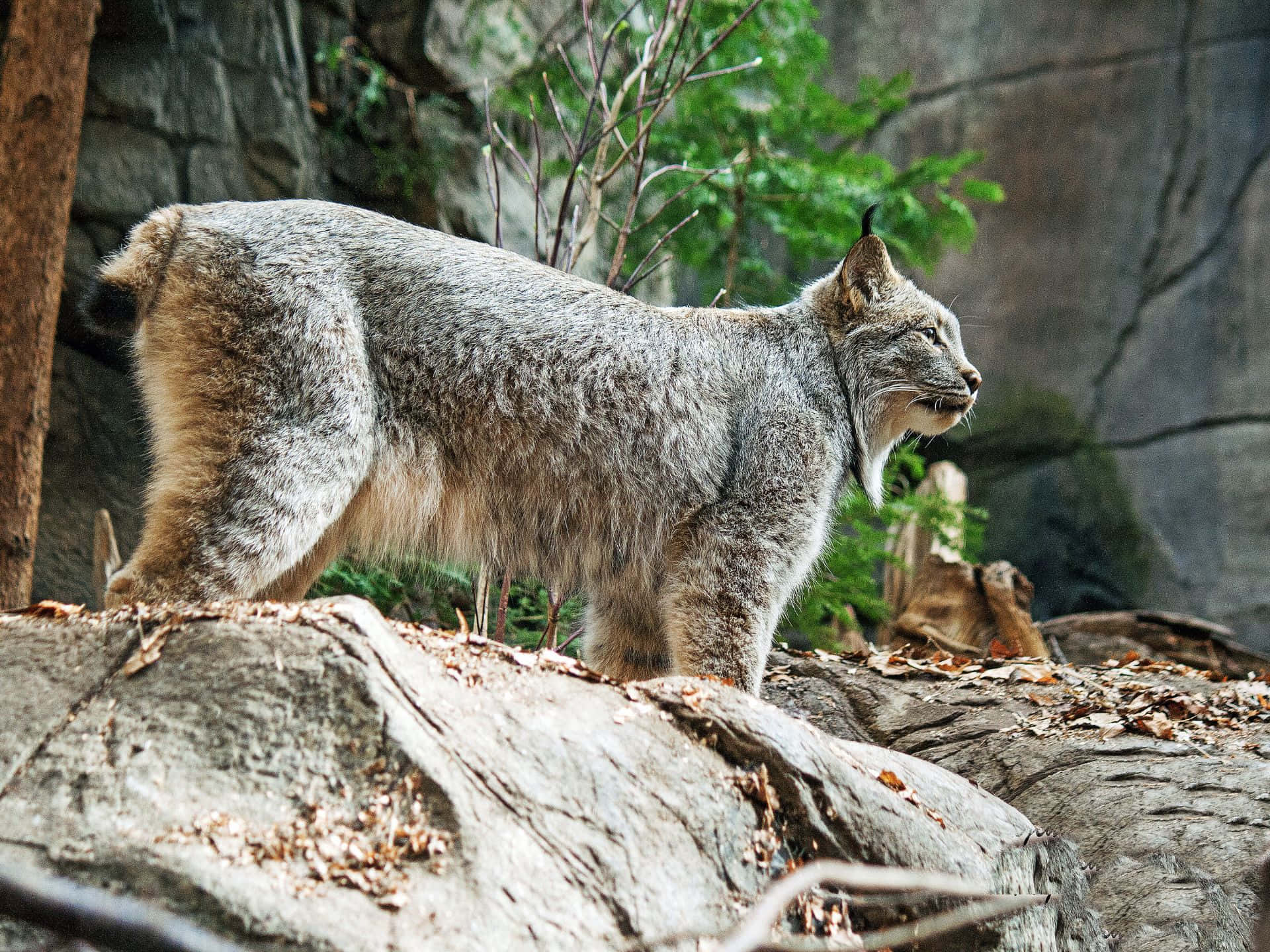 Canadian_ Lynx_ In_ Habitat.jpg Wallpaper