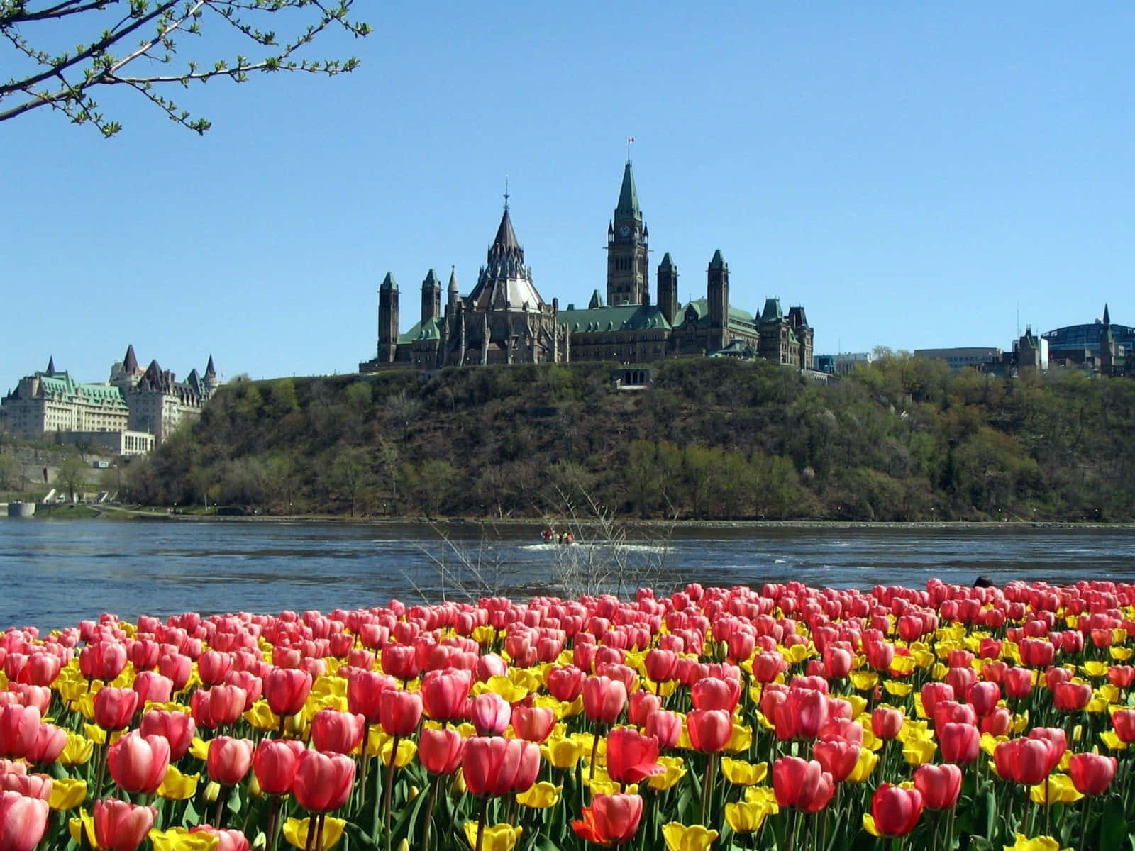 Losedificios Del Parlamento De Canadá Con Vista Al Jardín De Tulipanes Fondo de pantalla