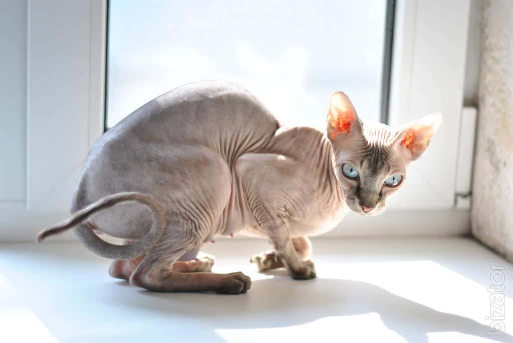 Adorable Canadian Sphynx Cat in a Relaxing Pose Wallpaper