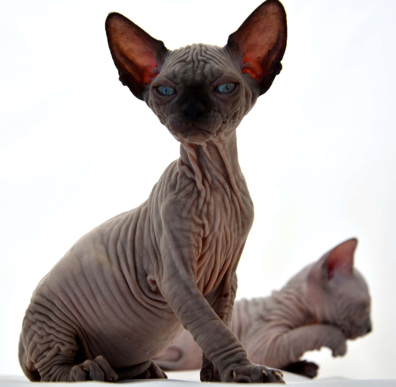 A captivating Canadian Sphynx cat posing for the camera Wallpaper