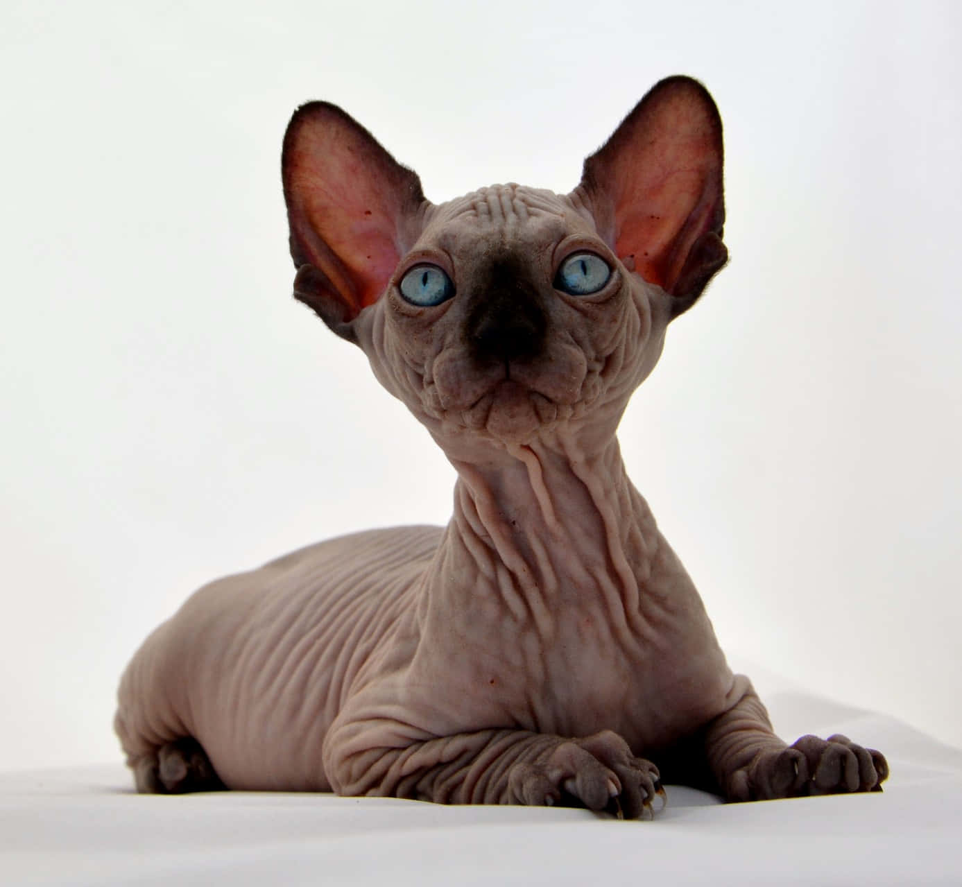 Beautiful Canadian Sphynx Cat Lounging on a Couch Wallpaper