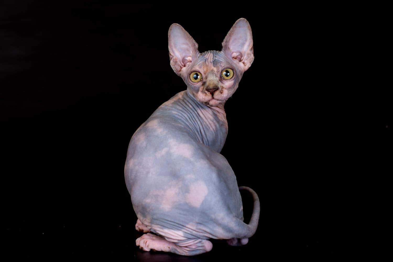 A Majestic Canadian Sphynx Cat Lounging Leisurely Wallpaper