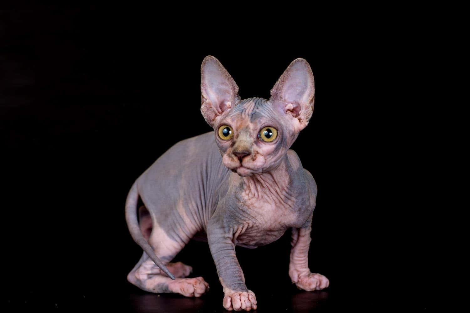 Hairless Canadian Sphynx lounging on a rug Wallpaper