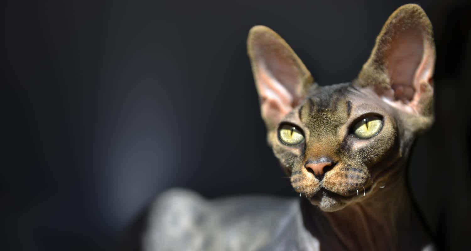 Majestic Canadian Sphynx cat lying down on a cozy surface Wallpaper