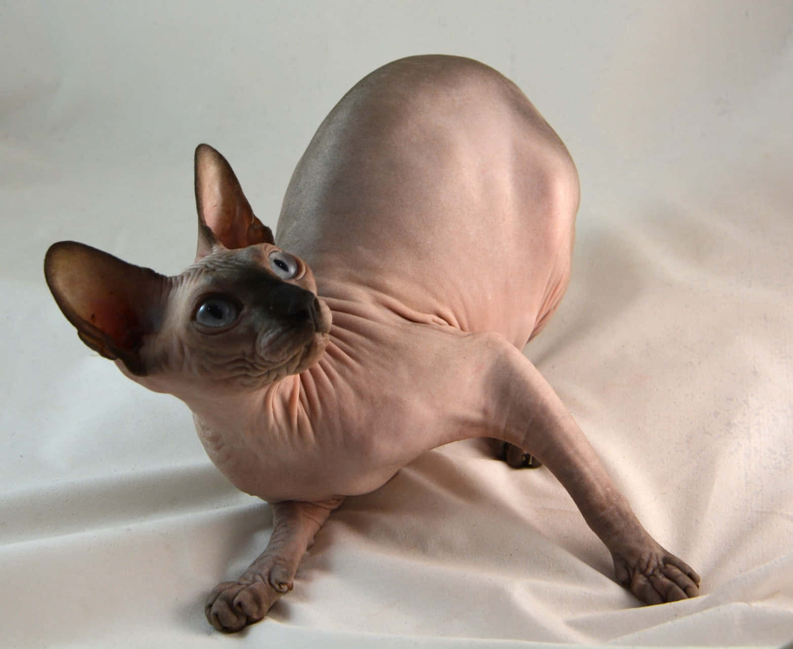 Majestic Canadian Sphynx Lounging on a Cushion Wallpaper