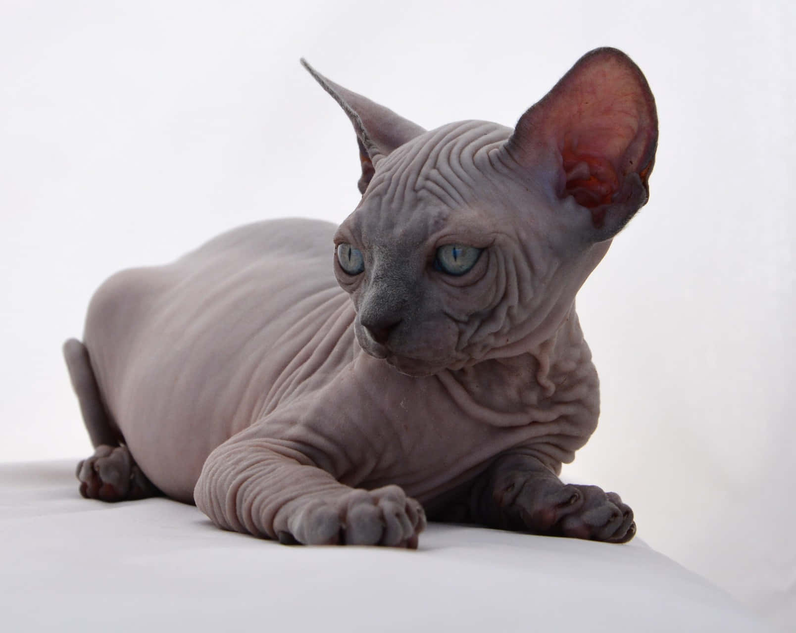 A Majestic Canadian Sphynx Cat with Green Eyes Wallpaper