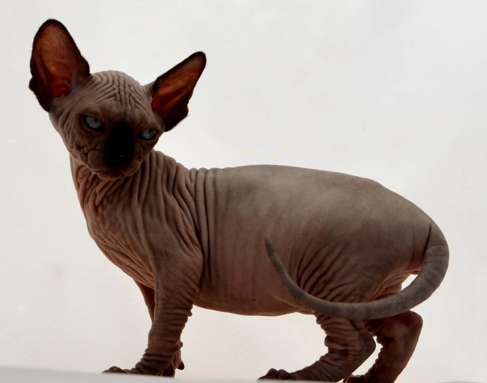 Hairless Canadian Sphynx Cat Lounging on a Couch Wallpaper