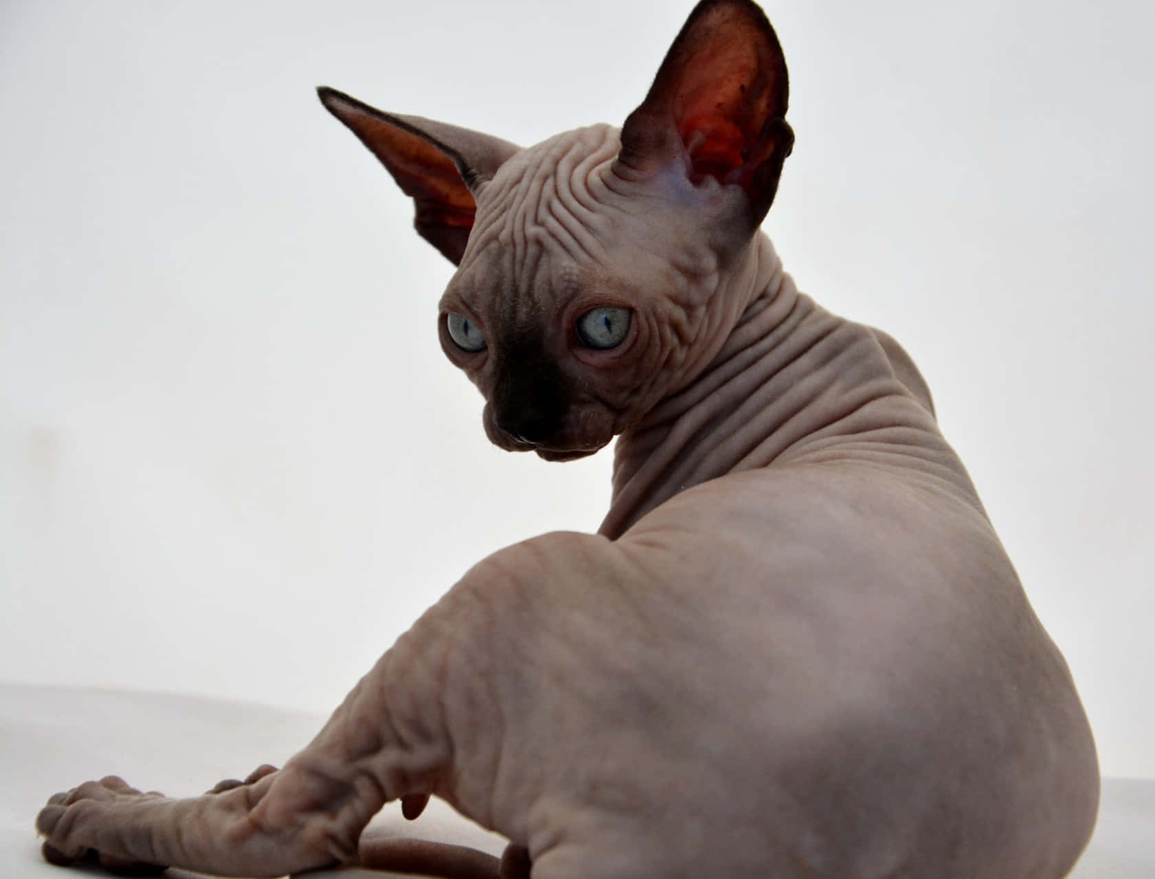 Hairless Canadian Sphynx cat enjoying a sunny day on a window sill Wallpaper