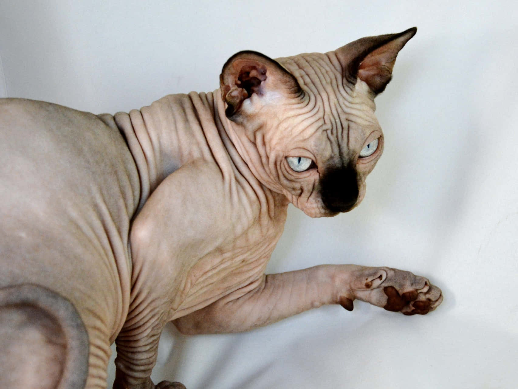 An enchanting close-up of a Canadian Sphynx cat with piercing eyes Wallpaper