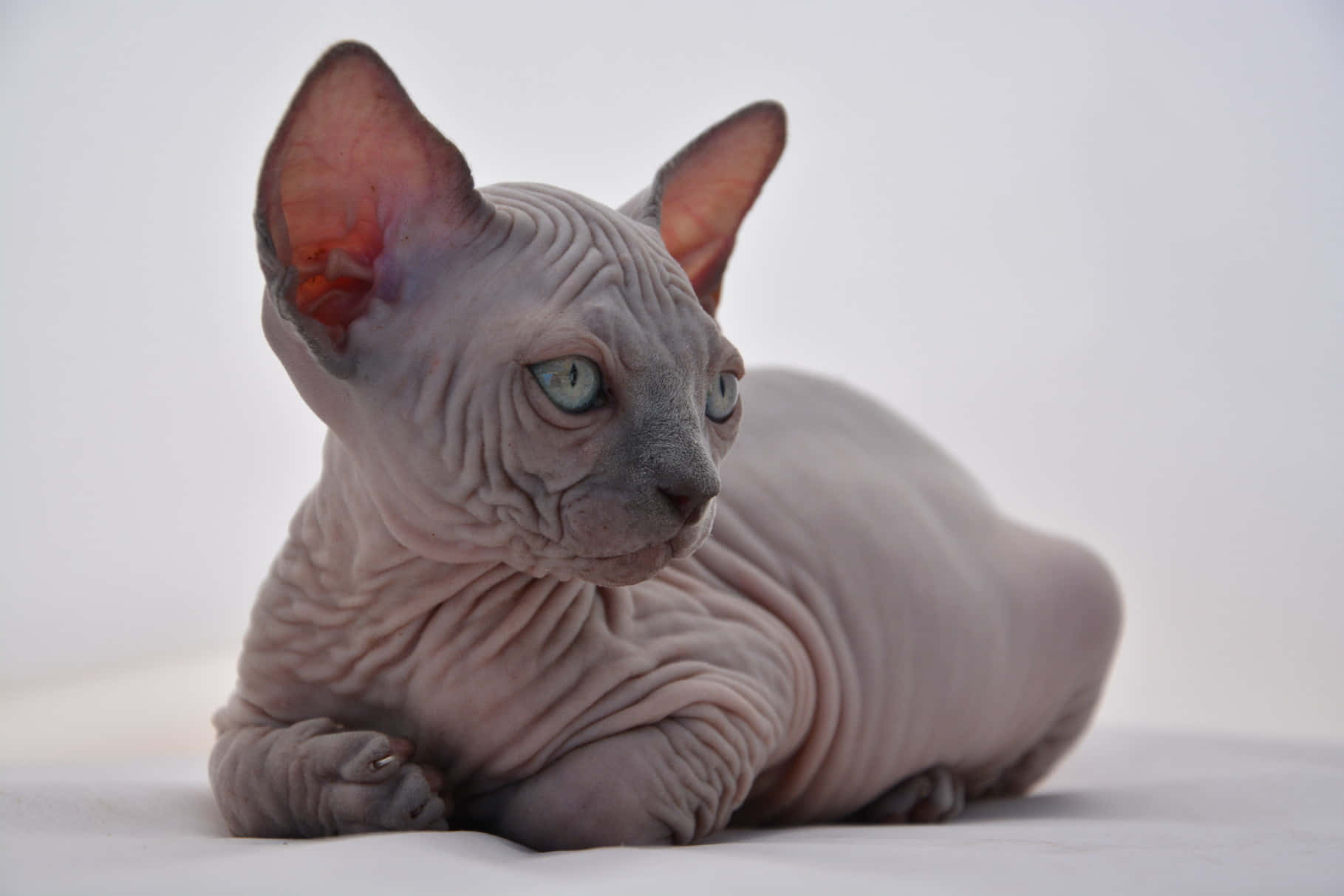 A Stunning Canadian Sphynx Cat Lounging Wallpaper
