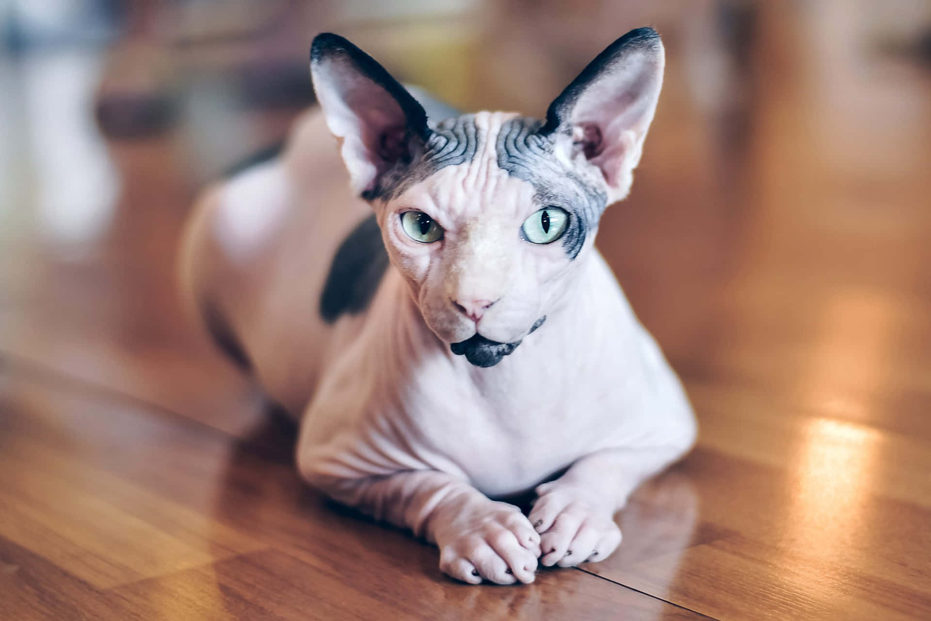 Close-up portrait of a Canadian Sphynx cat Wallpaper