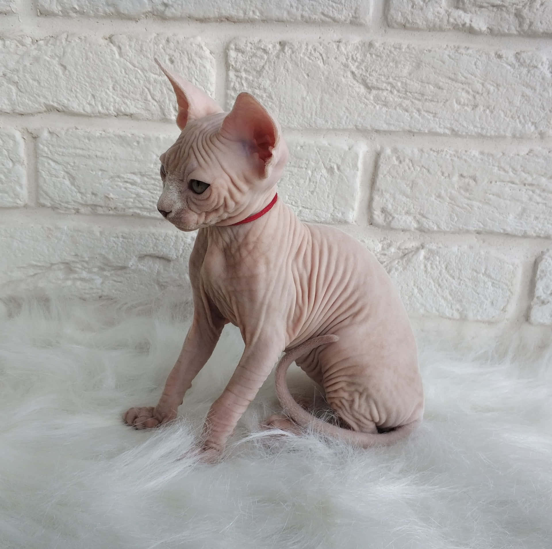 A Majestic Canadian Sphynx Cat Lounging Wallpaper