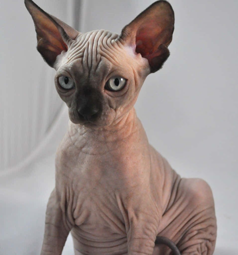 Adorable Canadian Sphynx cat sitting on a cozy blanket Wallpaper