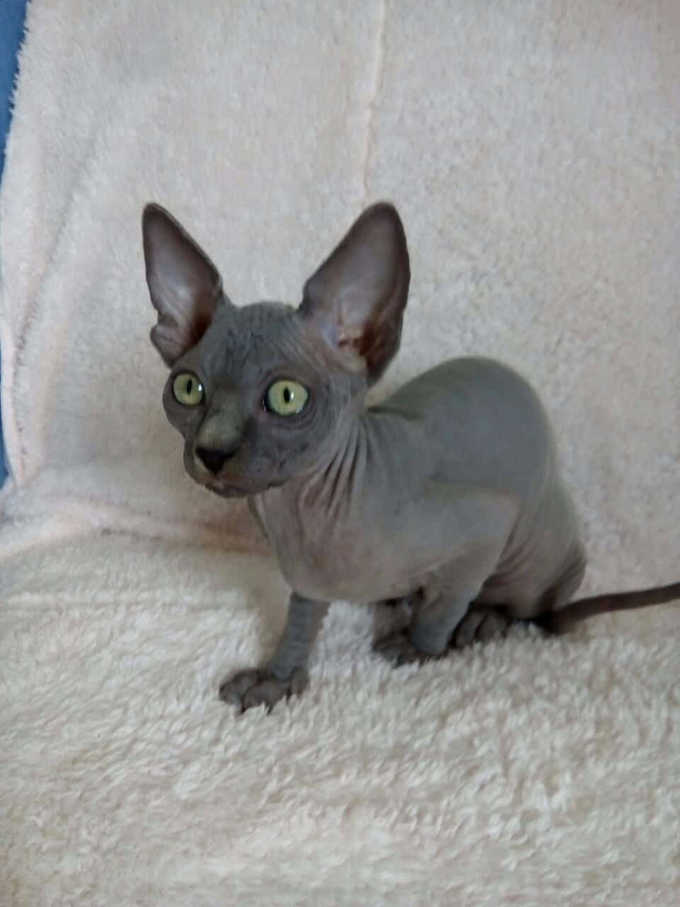 Adorable Canadian Sphynx cat resting on a soft blanket Wallpaper