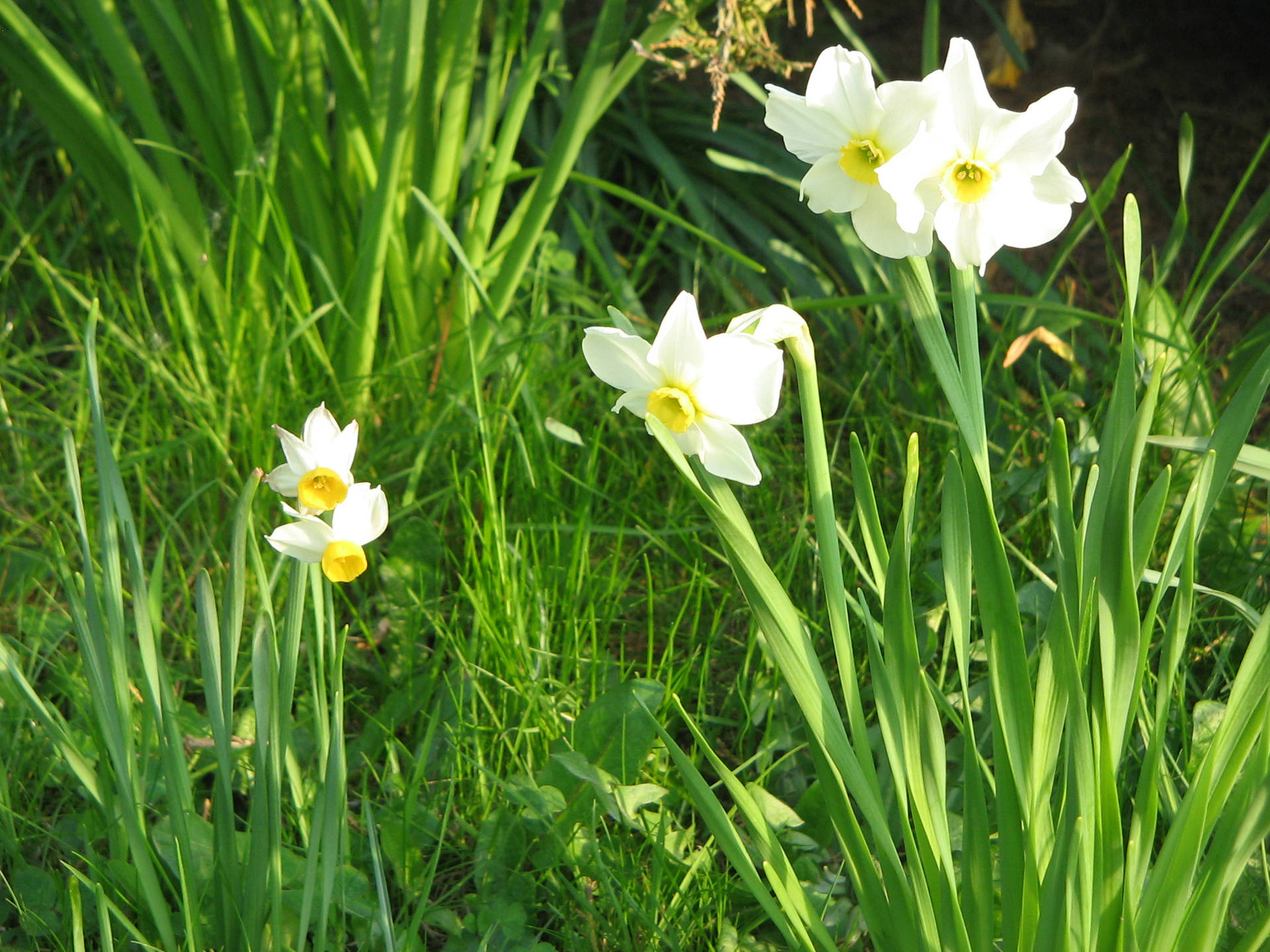 Canaliculatus And Biflorus Narcissus Flowers Wallpaper