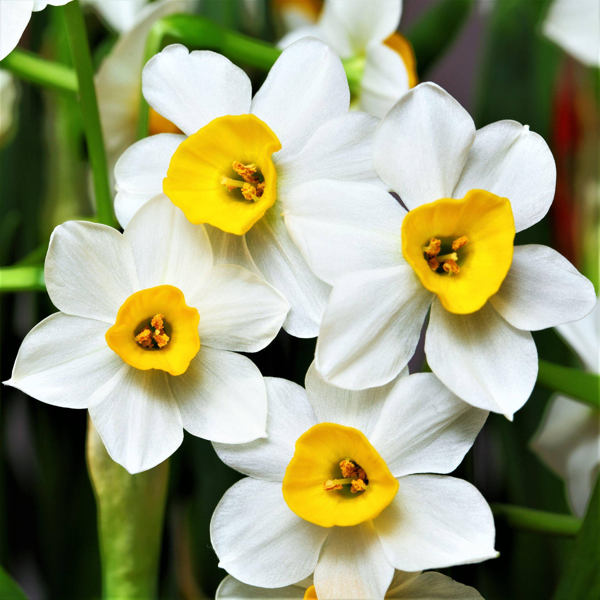 Canaliculatus Narcissus Flowers Wallpaper