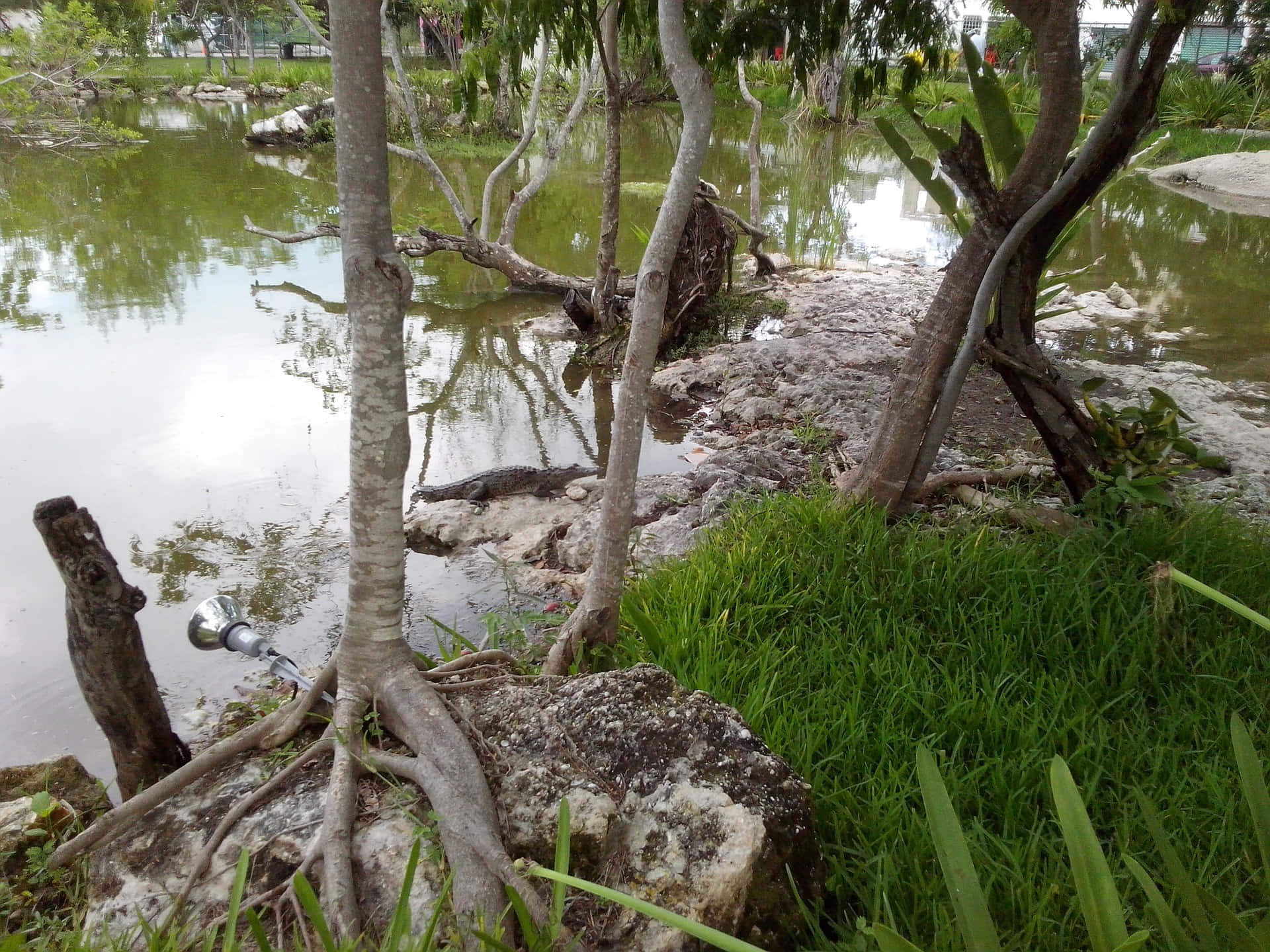 A Pond With Trees And A Crocodile