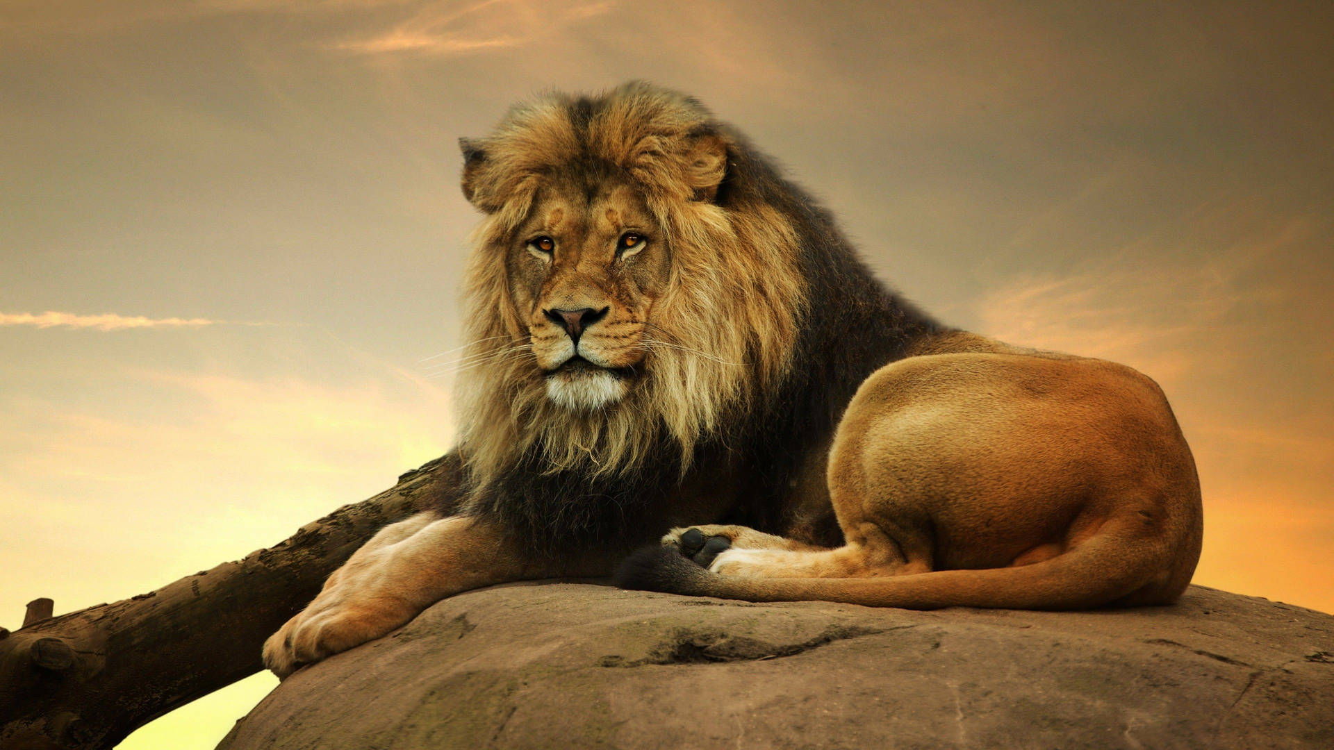 Candid 3d Lion Background Wallpaper